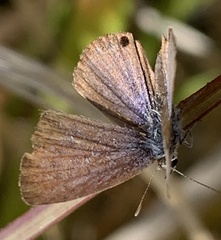 Echinargus isola