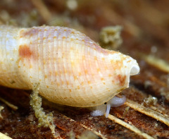 Daphnella