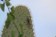 Schistocerca melanocera