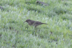 Upucerthia saturatior