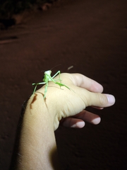 Stagmomantis limbata