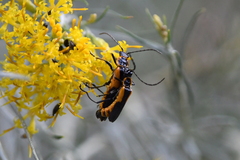 Chauliognathus deceptus