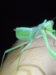 Stagmomantis limbata