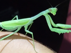 Stagmomantis limbata