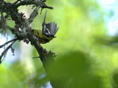 Setophaga magnolia image