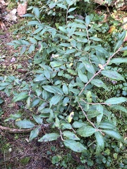 Vaccinium myrtilloides