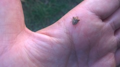 Ancyrosoma leucogrammes