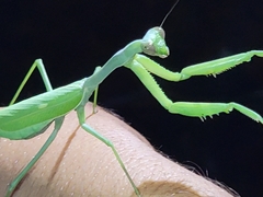 Stagmomantis limbata