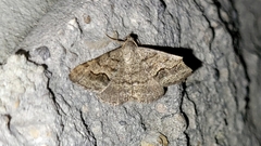 Frederickia s-signata