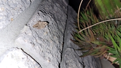 Frederickia s-signata