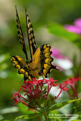 Heraclides cresphontes