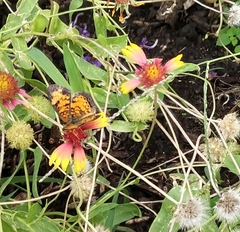 Phyciodes
