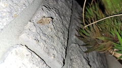 Frederickia s-signata