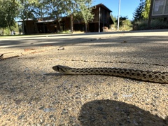 Pituophis catenifer catenifer