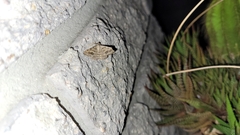 Frederickia s-signata