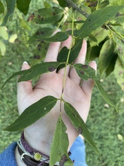 Fraxinus pennsylvanica