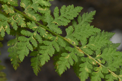 Hyalopsora polypodii