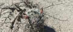 Mammillaria tetrancistra