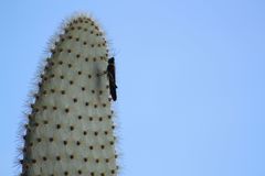 Schistocerca melanocera
