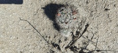 Mammillaria tetrancistra