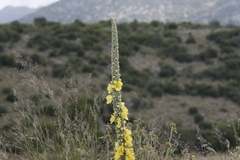 Verbascum macrurum