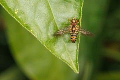 Toxomerus occidentalis