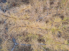 Larix occidentalis
