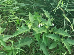 Solanum carolinense