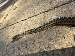 Pituophis catenifer catenifer