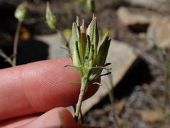 Cordylanthus eremicus kernensis