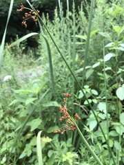 Scirpus pendulus