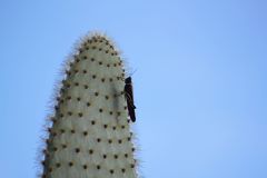 Schistocerca melanocera