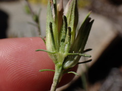 Cordylanthus eremicus kernensis