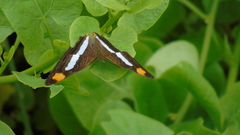 Adelpha iphicleola iphicleola