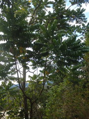 Dysoxylum mollissimum