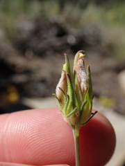 Cordylanthus eremicus kernensis