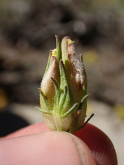 Cordylanthus eremicus kernensis