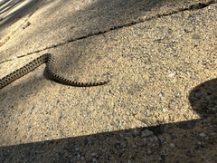 Pituophis catenifer catenifer