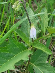 Solanum carolinense