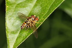 Toxomerus occidentalis