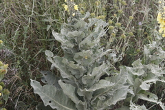 Verbascum macrurum