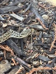 Pituophis catenifer catenifer