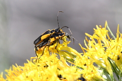 Chauliognathus deceptus