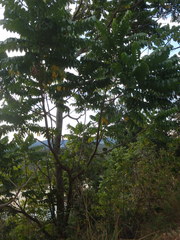 Dysoxylum mollissimum