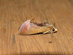 Gonodonta paraequalis