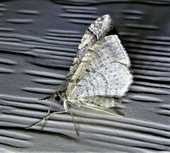 Larentiinae
