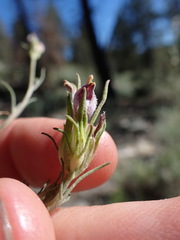 Cordylanthus eremicus kernensis