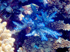 Acropora echinata