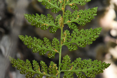 Hyalopsora polypodii