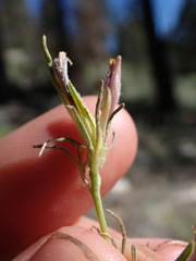 Cordylanthus eremicus kernensis